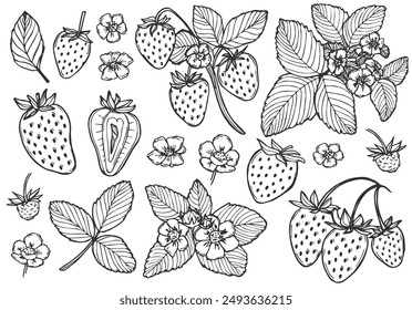Conjunto de ilustraciones de arte de línea de fresa de Vector, dibujo de contorno botánico dibujado a mano. Boceto monocromo de fruta de verano. Elementos de diseño aislados para colorear libros, fondo, patrón, embalaje, logotipo.