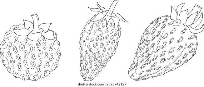 Vector strawberry line art illustrations set, hand drawn botanical outline drawing. Summer fruit monochrome sketch. Isolated design elements for coloring books, background, pattern, packaging, logo.