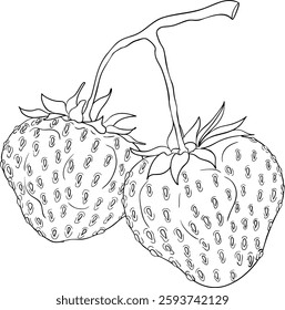 Vector strawberry line art illustrations set, hand drawn botanical outline drawing. Summer fruit monochrome sketch. Isolated design elements for coloring books, background, pattern, packaging, logo.