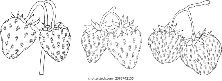 Vector strawberry line art illustrations set, hand drawn botanical outline drawing. Summer fruit monochrome sketch. Isolated design elements for coloring books, background, pattern, packaging, logo.