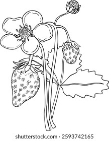 Vector strawberry line art illustrations set, hand drawn botanical outline drawing. Summer fruit monochrome sketch. Isolated design elements for coloring books, background, pattern, packaging, logo.