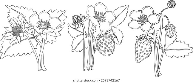 Vector strawberry line art illustrations set, hand drawn botanical outline drawing. Summer fruit monochrome sketch. Isolated design elements for coloring books, background, pattern, packaging, logo.