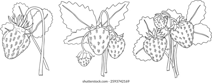 Vector strawberry line art illustrations set, hand drawn botanical outline drawing. Summer fruit monochrome sketch. Isolated design elements for coloring books, background, pattern, packaging, logo.