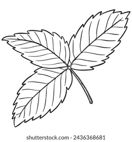 Vector strawberry plant leaves line art illustration, hand drawn floral outline drawing, botanical monochrome sketch. Graphic design element for coloring book page, background, pattern, packaging