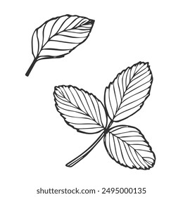 Vector strawberry plant leaves line art illustration, hand drawn floral outline drawing, botanical monochrome sketch.