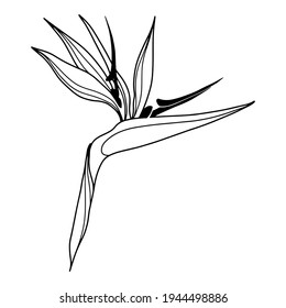Vector Strelitzia. Planta interior dibujada a mano aislada sobre fondo blanco. Esquema de planta decorativa.