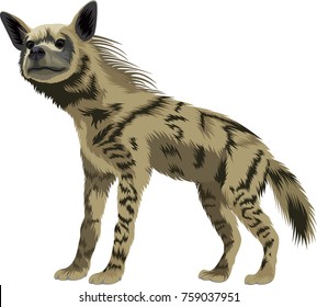 Vector Striped Hyena