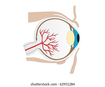 Vector structure of an eye of the person