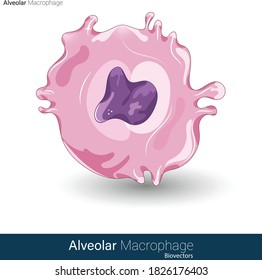 Vector Of Structure Of Human Alveolar Macrophage Involved In The Defense Mechanism Of Lungs