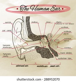 vector structure of the human ear on the old paper
