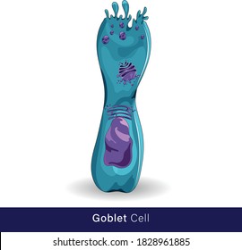 vector of structure human goblet cell involved in the secretion of mucous. mucous secreting cell in white background and all organells