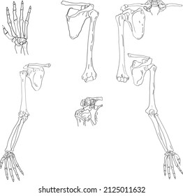 vector structure of human hands and arms