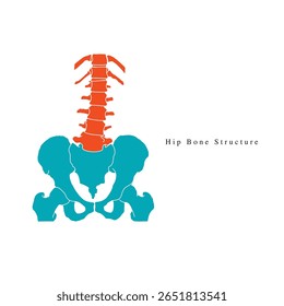 Estrutura vetorial ossos do quadril humano, Uma ilustração da parte do corpo humano, Elemento vetorial para a criação do logotipo ortopédico do hospital