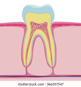 Vector structure of human tooth. Isolated anatomy on white background. Realistic macro style, nerve, dentin, enamel, canal, pulp, crown, root.