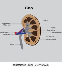 Vector Structure Kidneys Anatomy Kidneys Main Stock Vector (Royalty ...