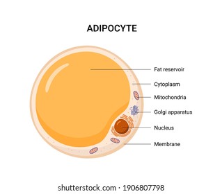 Vector structure of white fat cell. Illustration of adipose.