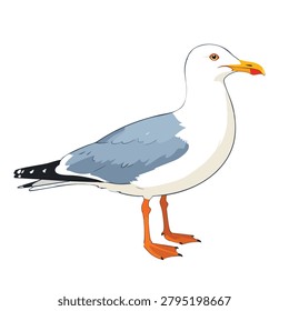 A vector style drawing of a single seagull with grey wings white head and orange legs and beak standing in profile view