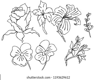 Vector stylish flowers for banners and doodle videos