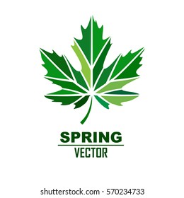 vector stylize logo with green maple leaf