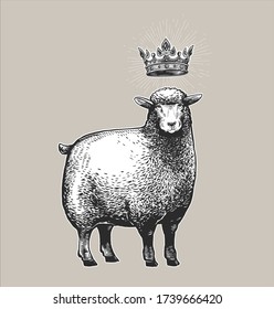 Vector Stylized Illustration of the Sheep with the crown over the head and surprised fasial expression. Vector illustration of the Queen Sheep in graphic style on the white background.