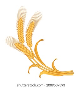 Vector stylized image of a bunch of three yellow ripe wheat ears with leaves and awns on white background.