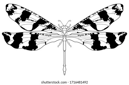 Imagen de insecto estilizada vectorial. Palpares sp. de Camboya. 