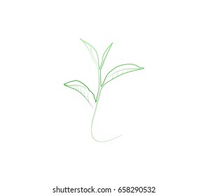 Vector stylized silhouette of spring green tree leaf. Eco sign, nature label. Decorative element for medical, nutrition, ecological brands.

