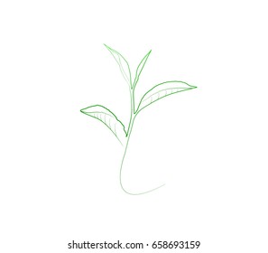 Vector stylized silhouette of spring green tree leaf. Eco sign, nature label. Decorative element for medical, nutrition, ecological brands.

