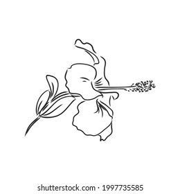 Vector stylized sketch flowers isolated on white background