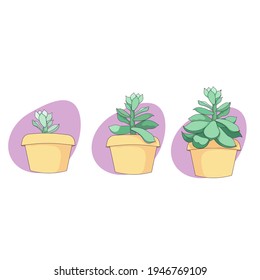 Vector suculento al estilo de las caricaturas, planta llamada Echeveria sobre fondo blanco aislado, suculenta Rosa de Piedra para impresiones, pegatinas, elementos de decoración interior en el campo Jardining y Plantas interiores.