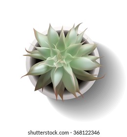 vector succulent echeveria