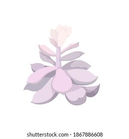Vector suculento Echeveria sobre fondo blanco aislado, toma de la Rosa de Piedra en el estilo de dibujo de Watercolor, Echeveria aislada para impresiones, pegatinas, elementos de decoración interior en el campo de jardinería.