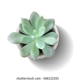 vector succulent echeveria2
