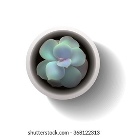 vector succulent echeveria4