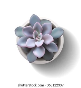 vector succulent echeveria5