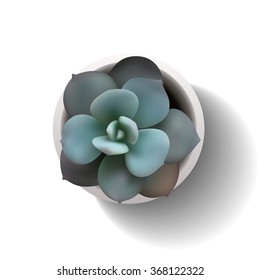 vector succulent echeveria8
