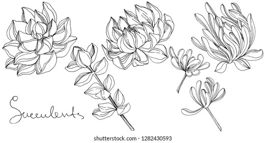 Vector Succulent floral botanical flower. Wild spring leaf wildflower isolated. Black and white engraved ink art. Isolated succulents illustration element on white background.