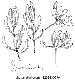 Vector Suculento flor botánica floral. Flor silvestre de hojas de primavera silvestre aislada. Arte de tinta con grabado en blanco y negro. Elemento de ilustración de suculentos aislados sobre fondo blanco.