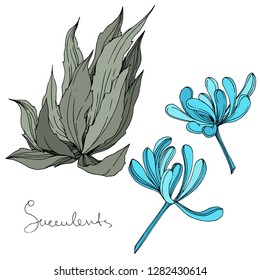 Vector Succulent floral botanical flower. Wild spring leaf wildflower isolated. Engraved ink art. Isolated succulents illustration element on white background.
