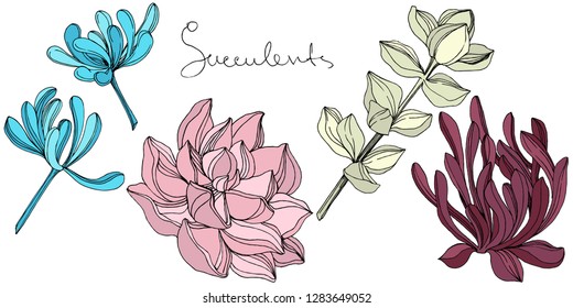 Vector Succulent floral botanical flower. Wild spring leaf wildflower isolated. Engraved ink art. Isolated succulents illustration element on white background.