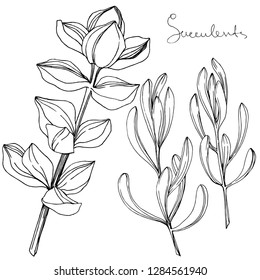 Vector Succulent floral botanical flower. Wild spring leaf wildflower isolated. Black and white engraved ink art. Isolated succulents illustration element on white background.