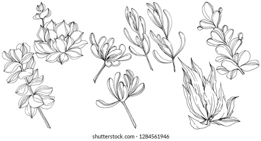 Vector Succulent floral botanical flower. Wild spring leaf wildflower isolated. Black and white engraved ink art. Isolated succulents illustration element on white background.