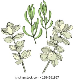 Vector Succulent floral botanical flower. Wild spring leaf wildflower isolated. Engraved ink art. Isolated succulents illustration element on white background.