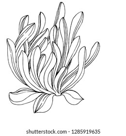 Vector Succulent floral botanical flower. Wild spring leaf wildflower isolated. Black and white engraved ink art. Isolated succulents illustration element on white background.