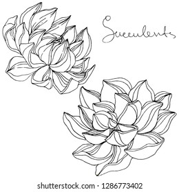 Vector Succulent floral botanical flower. Wild spring leaf wildflower isolated. Black and white engraved ink art. Isolated succulents illustration element on white background.