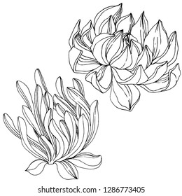 Vector Succulent floral botanical flower. Wild spring leaf wildflower isolated. Black and white engraved ink art. Isolated succulents illustration element on white background.