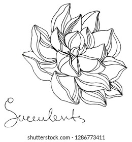 Vector Succulent floral botanical flower. Wild spring leaf wildflower isolated. Black and white engraved ink art. Isolated succulents illustration element on white background.