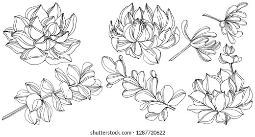 Vector Succulent floral botanical flower. Wild spring leaf wildflower isolated. Black and white engraved ink art. Isolated succulents illustration element on white background.