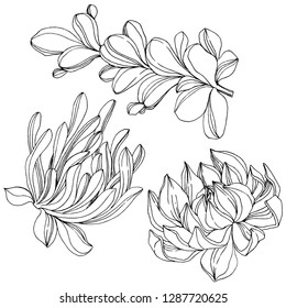 Vector Succulent floral botanical flower. Wild spring leaf wildflower isolated. Black and white engraved ink art. Isolated succulents illustration element on white background.