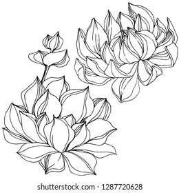 Vector Succulent floral botanical flower. Wild spring leaf wildflower isolated. Black and white engraved ink art. Isolated succulents illustration element on white background.